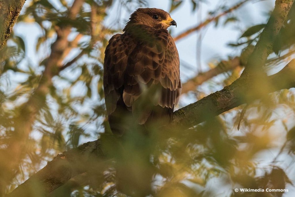 Wespenbussard (Pernis apivorus)