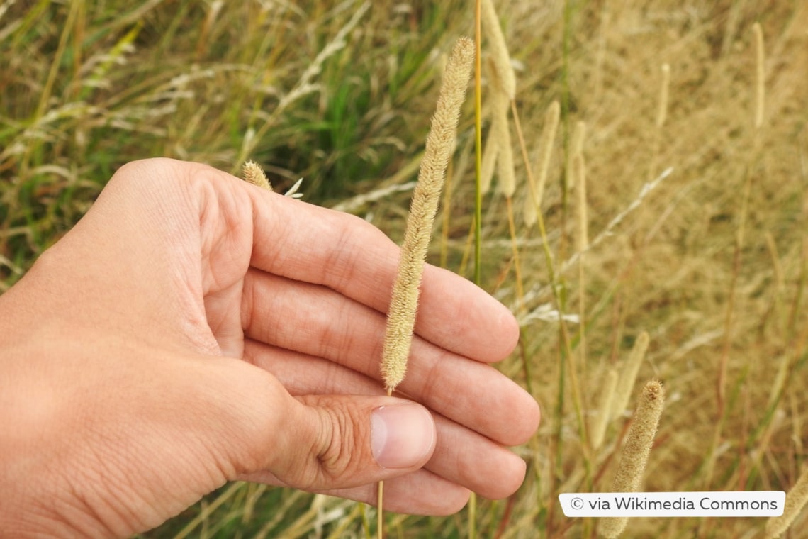 Wiesen-Lieschgras (Phleum pratense)