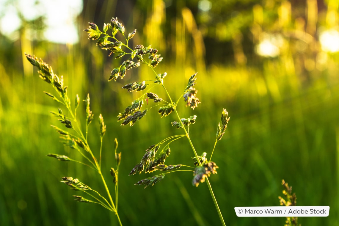 Wiesen-Rispengras (Poa pratensis)