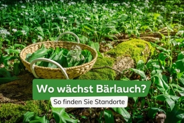 Wo wächst Bärlauch Titel