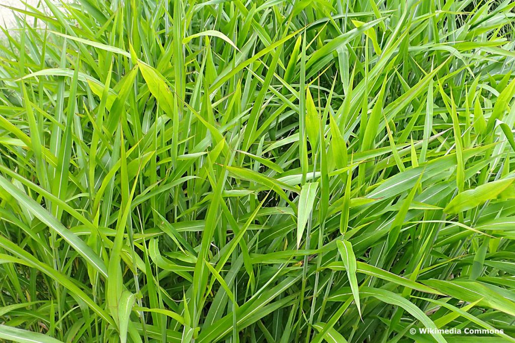 Zotten-Raugras 'West Lake' (Spodiopogon sibiricus), hochwachsende Gräser