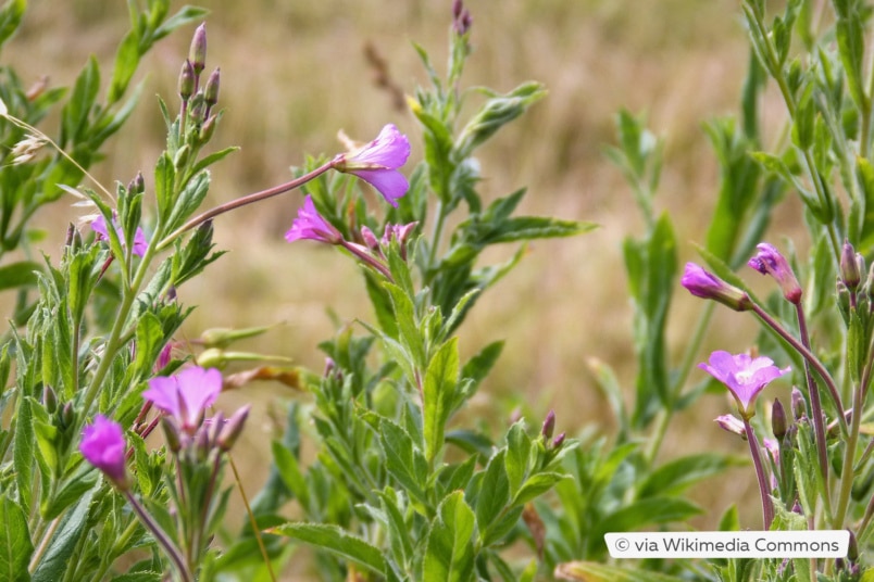 Zottiges Weidenröschen (Epilobium hirsutum)