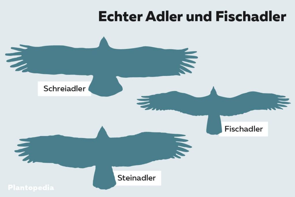 Flugbilder von Adlern