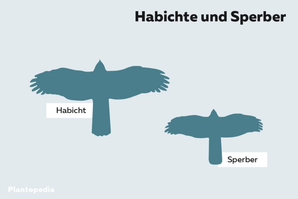 Habichte und Sperber