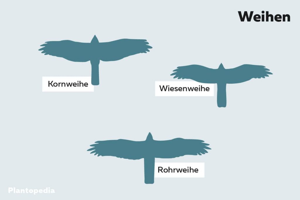 Flugbilder von Weihen