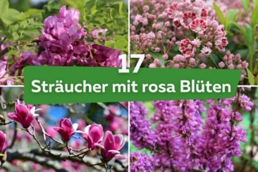 17 Sträucher mit rosa Blüten