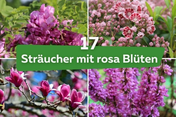 17 Sträucher mit rosa Blüten