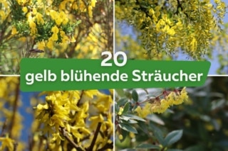 bananen zimmerpflanze pflege Banane 