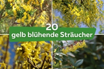 20 Sträucher mit gelben Blüten: Liste von A-Z