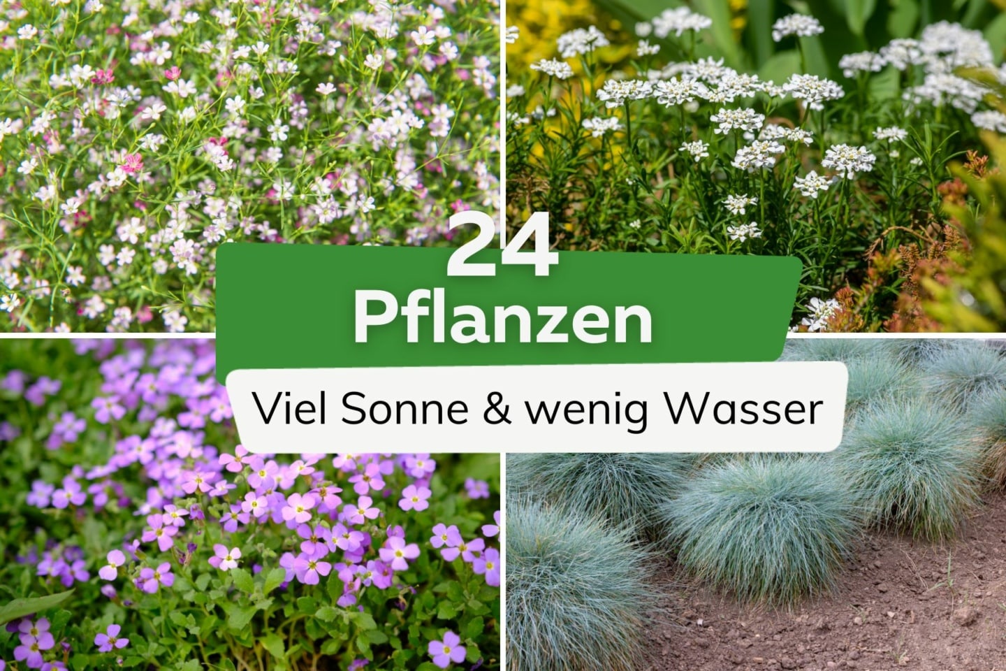 24 Pflanzen Die Viel Sonne Vertragen Und Wenig Wasser Brauchen