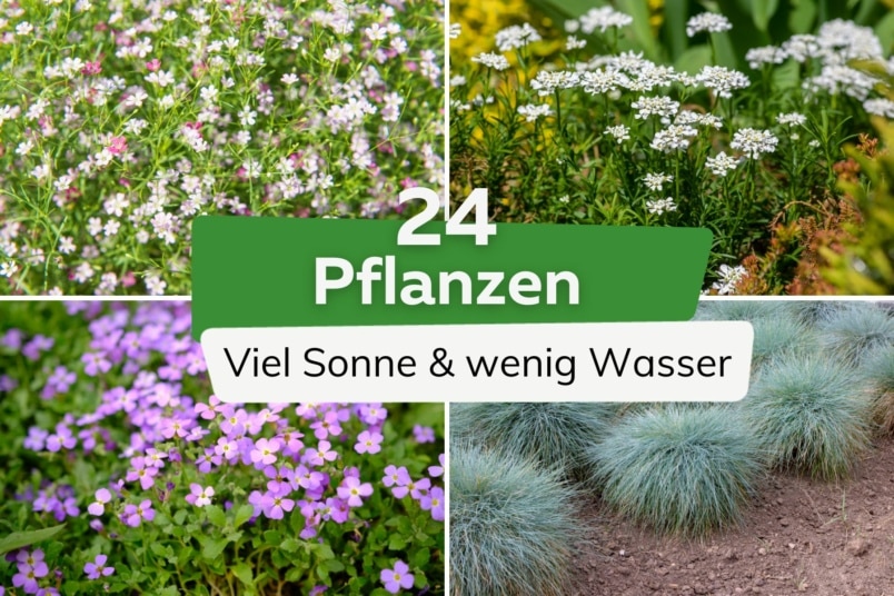 24 Pflanzen für viel Sonne & wenig Wasser