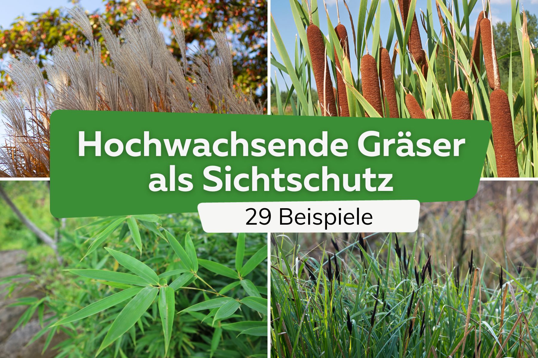 29 hochwachsende Gräser als Sichtschutz | Hohe Gräser