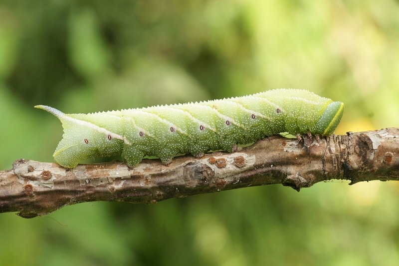 Abendpfauenauge (Smerinthus ocellatus)