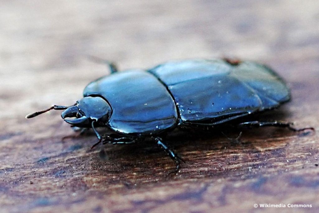 Abgeplattete Stutzkäfer (Hololepta plana)