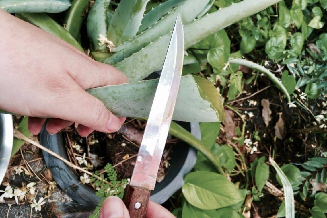 Aloe vera mit Messer abschneiden