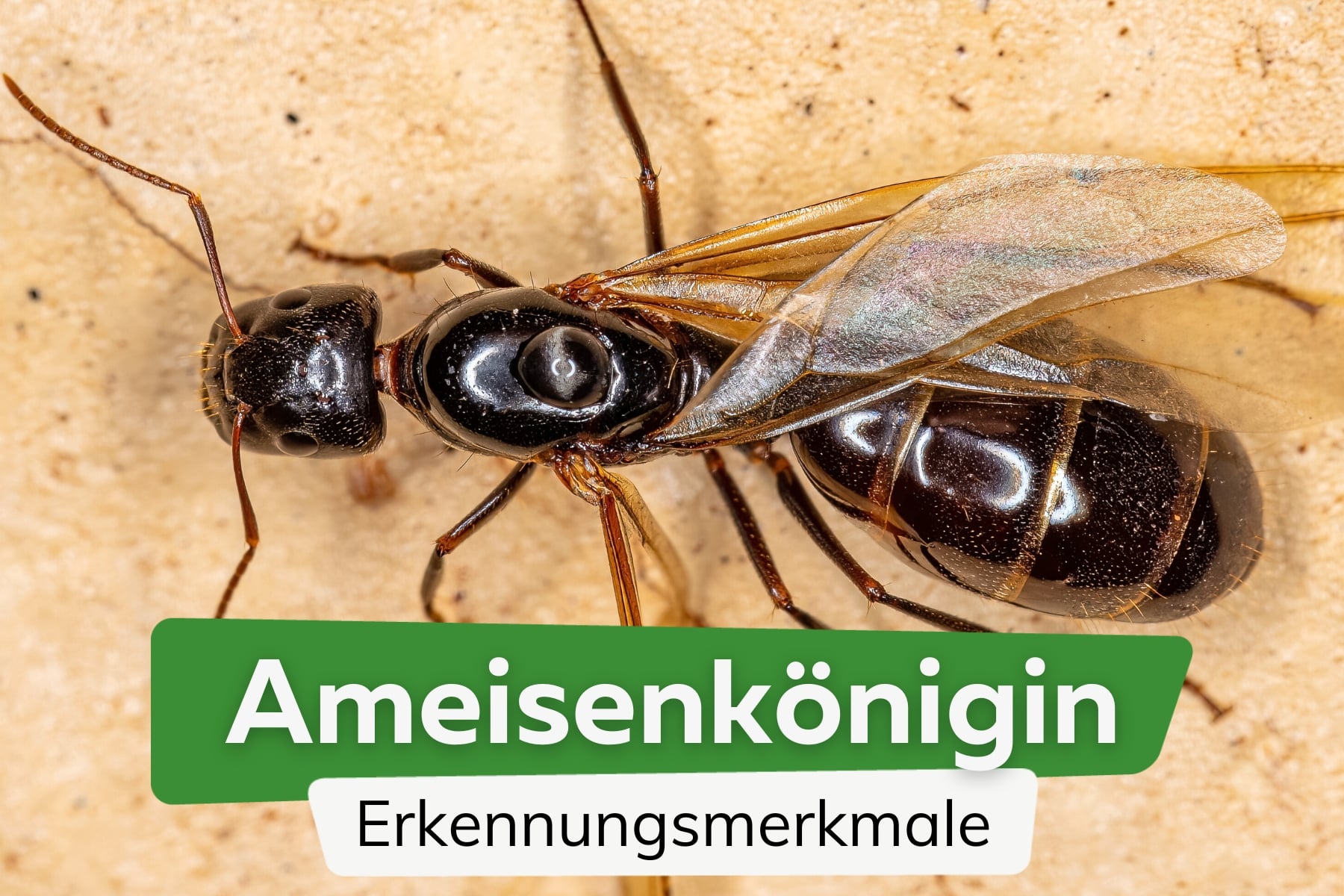 Ameisenkönigin erkennen mit Bild: Größe & Merkmale