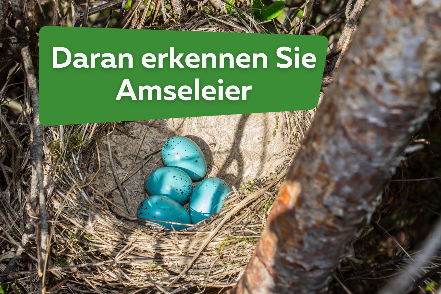 Amseleier mit Bild bestimmen: so erkennen Sie die Eier