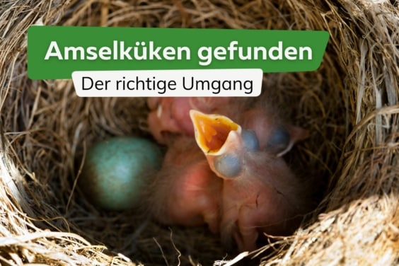 Amselküken gefunden: Umgang mit dem Amsel-Jungvogel