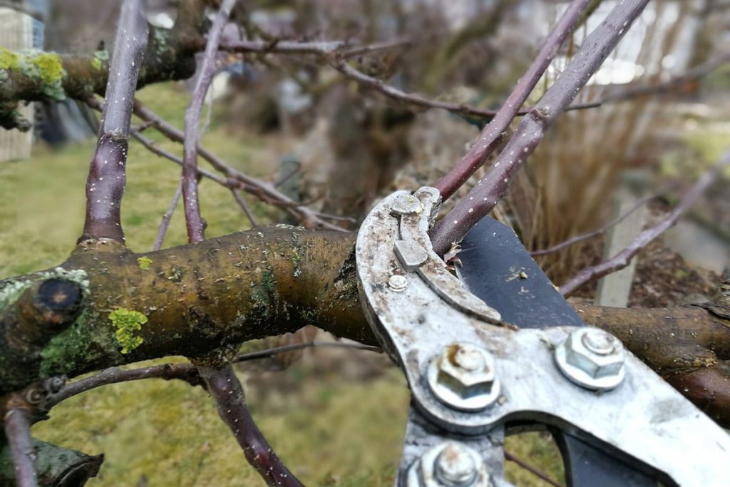 Apfel, Malus, Rinde