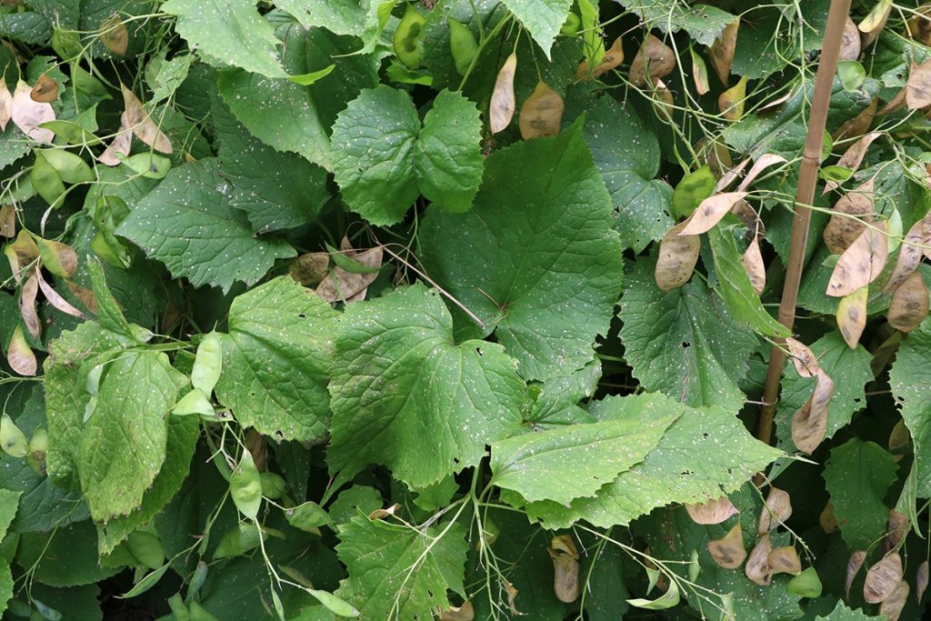 Ausdauerndes Silberblatt (Lunaria rediviva), Duftblumen