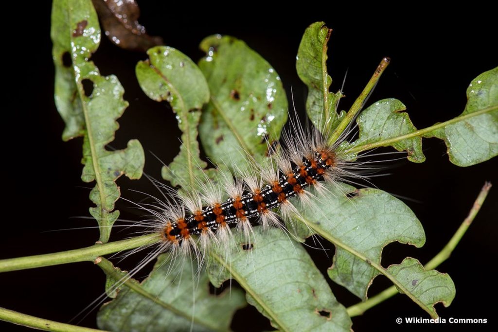 Bärenspinner – Erebidae, braune Raupen