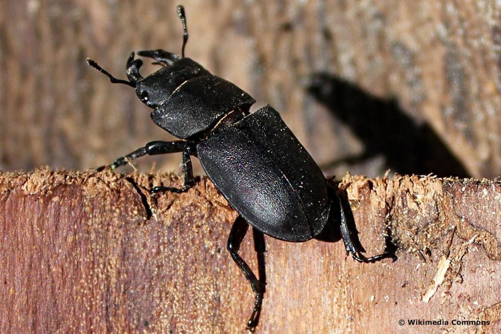 Balkenschröter (Dorcus parallelipipedus)