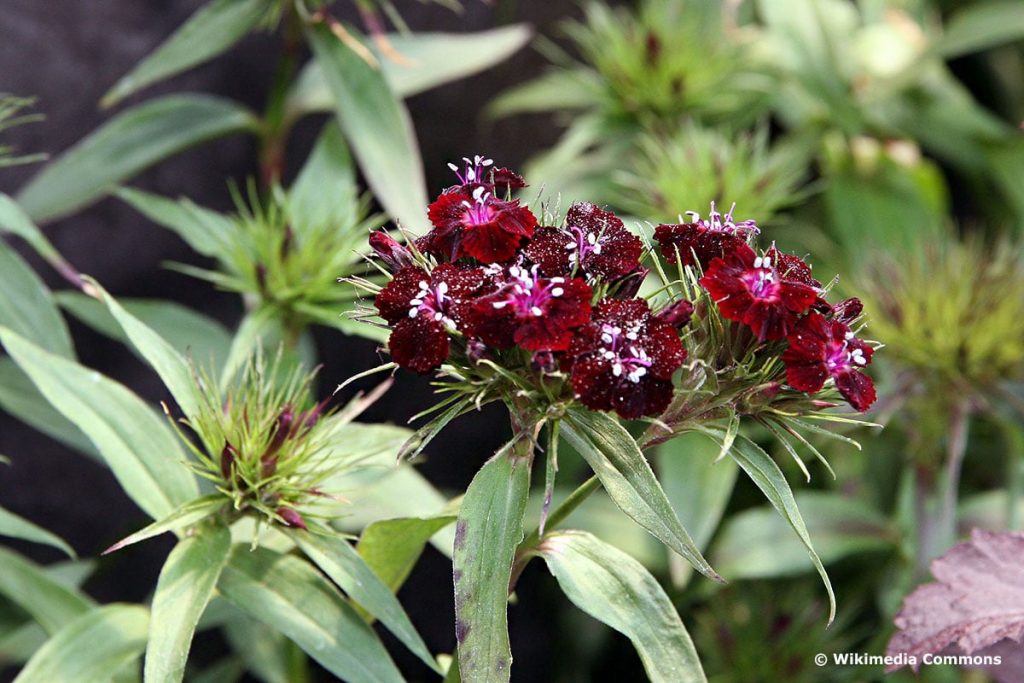 Bart-Nelke „Nigrescens“ (Dianthus barabatus „Nigrescens“)