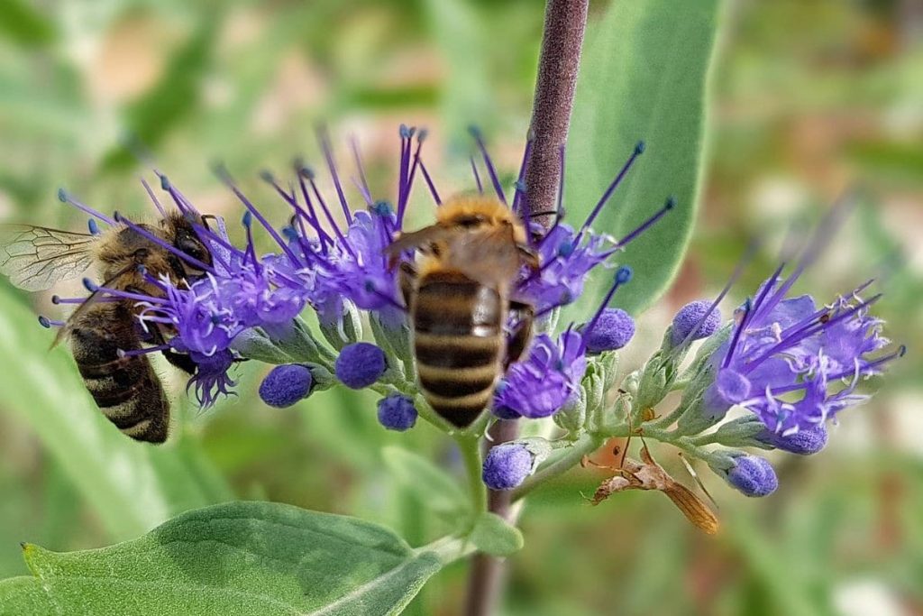 Rosen kombinieren - Bartblume - Caryopteris clandonensis