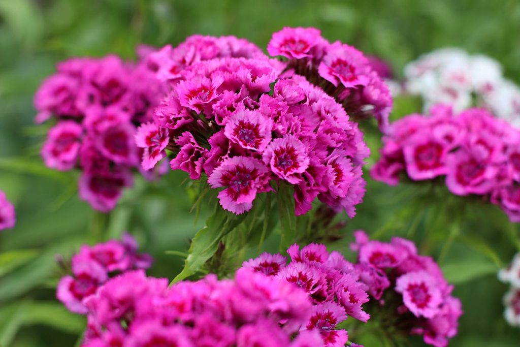 Bartnelke (Dianthus barbatus), Duftblume