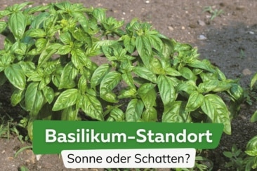 Standort von Basilikum: Sonne oder Schatten?