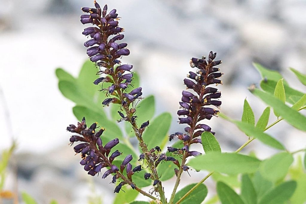 Bastardindigo - Amorpha fructicosa