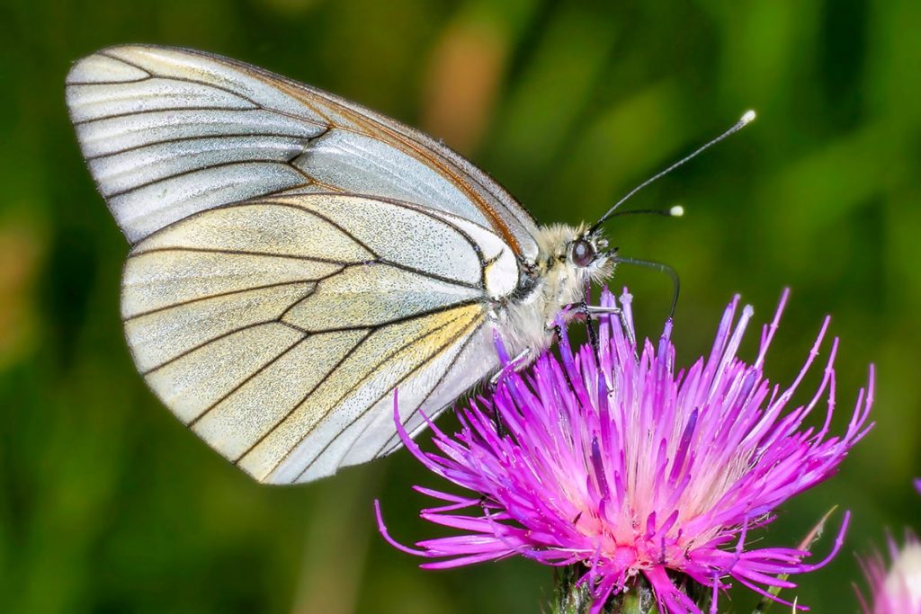 Baum-Weißling (Aporia crataegi), weißer Schmetterling