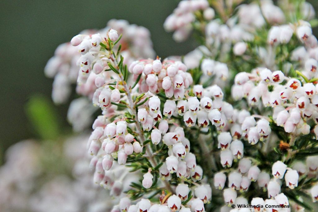 Baumheide (Erica arborea)