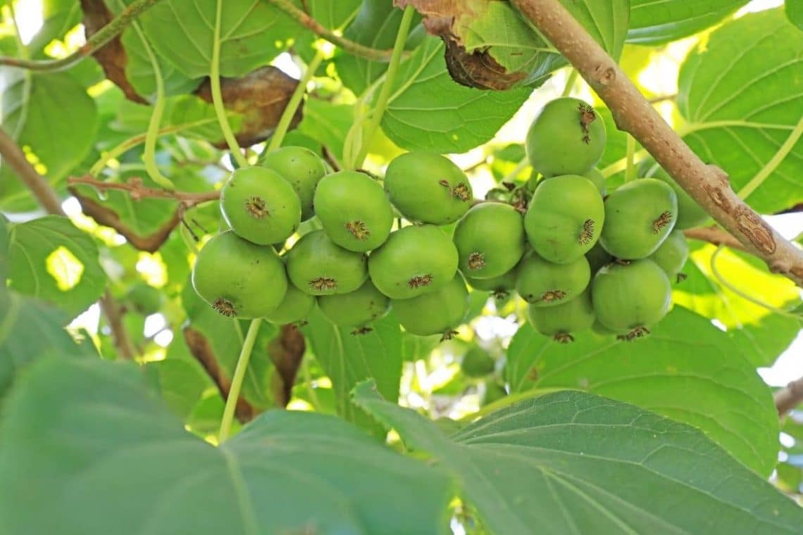 Bayern-Kiwi 'Weiki' am Strauch