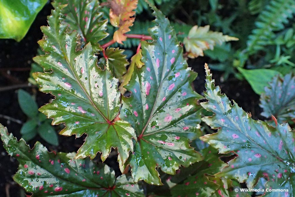 Begonia serratipetala