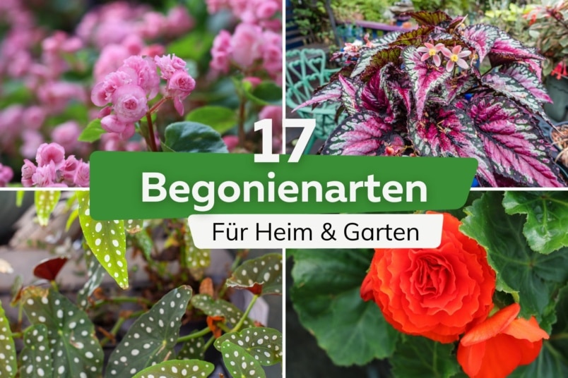 Begonien-Sorten: 17 Begonienarten für Heim & Garten