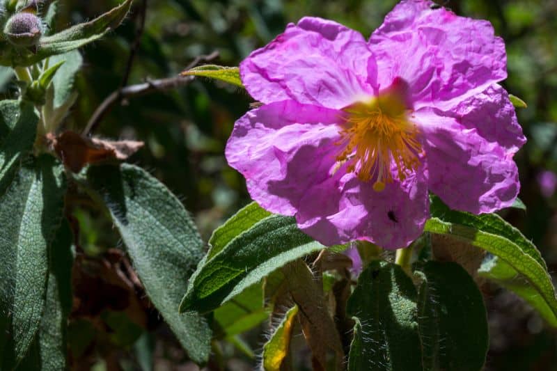 Beinwellblättrige Zistrose (Cistus symphytifolius)