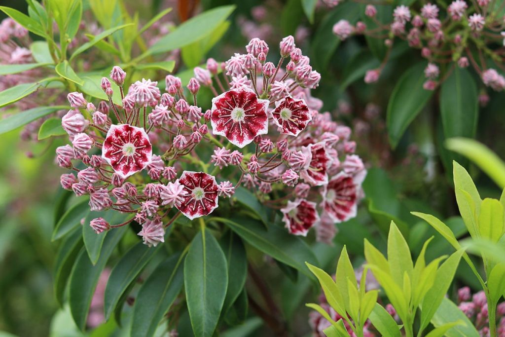 Breitblättrige Lorbeerrose/Berglorbeer (Kalmia latifolia), rosa Sträucher Blüten