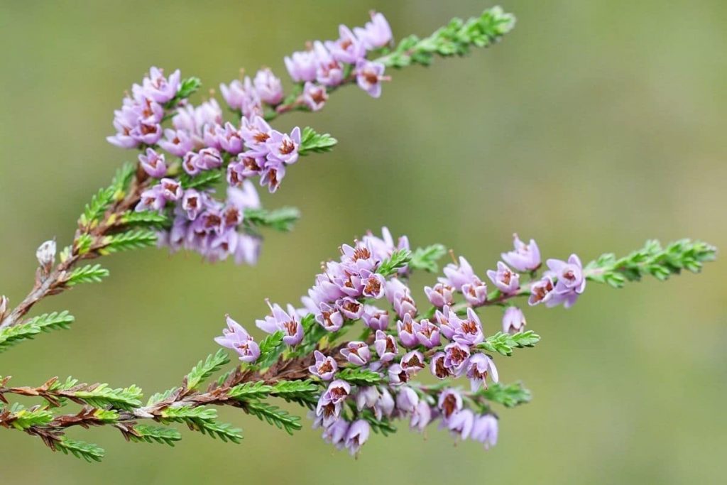 Besenheide - Calluna vulgaris