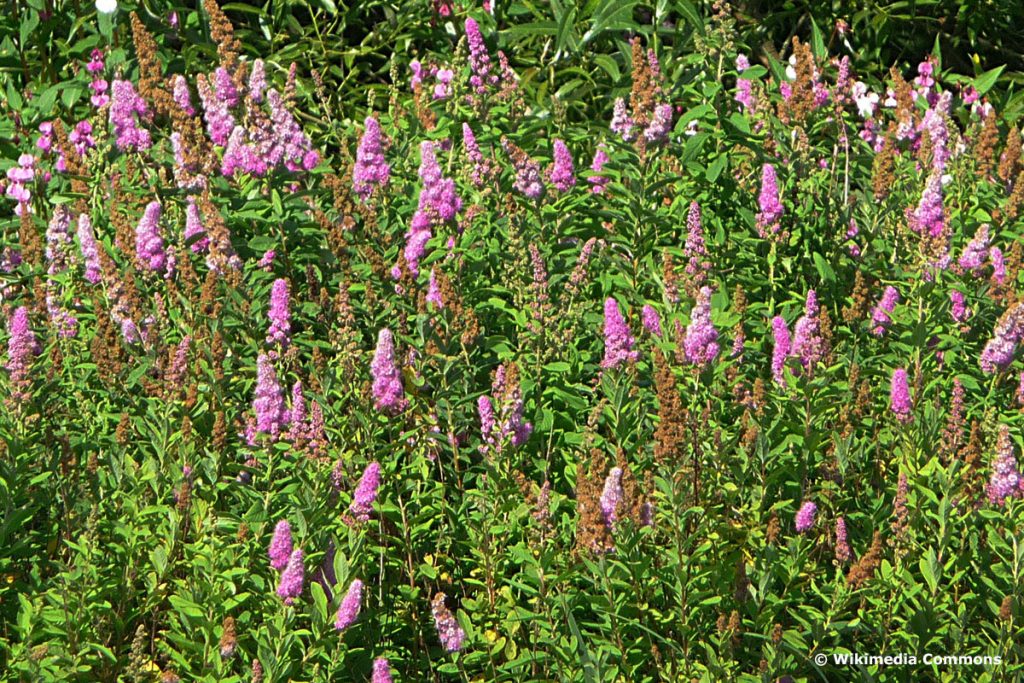 Billards Spierstrauch (Spiraea x billardii), Sträucher rosa Blüten