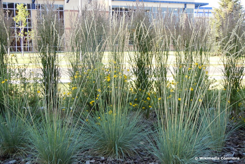 Blaustrahlhafer (Helictotrichon sempervirens)