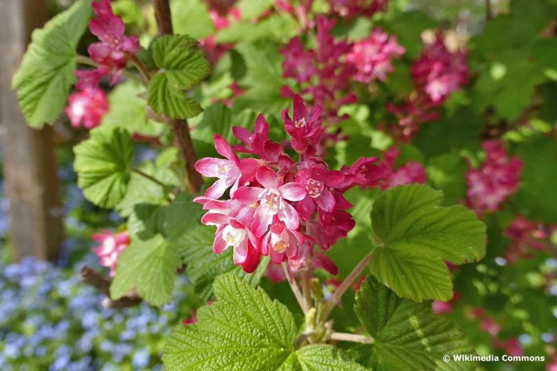 Blutjohannisbeere 'Atrorubens' (Ribes sanguineum 'Atrorubens'), rosa Sträucher