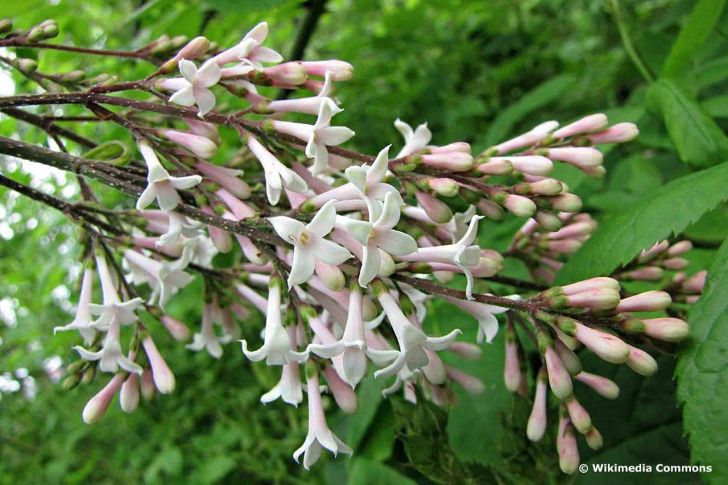 Bogenflieder (Syringa reflexa)