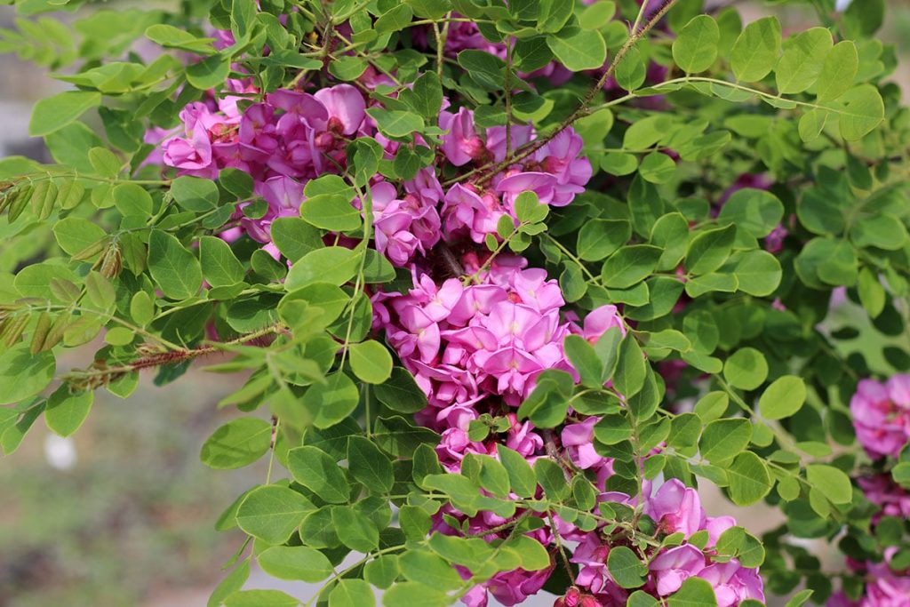 Borstige Robinie/Borstenakazie - 'Macrophylla' (Robinia hispida 'Macrophylla')