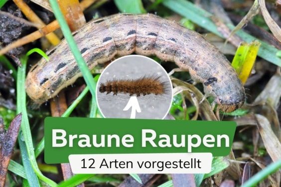 Braune Raupen erkennen: 12 Arten mit Bild