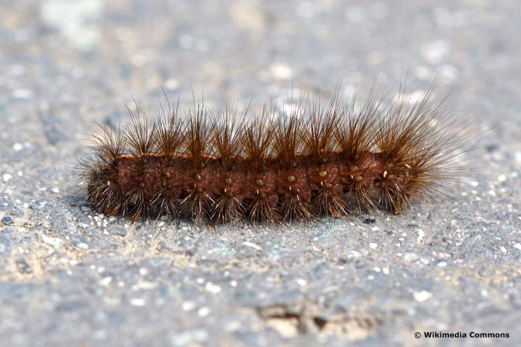 Breitflügeliger Fleckleibbär – Spilosoma lubricipeda