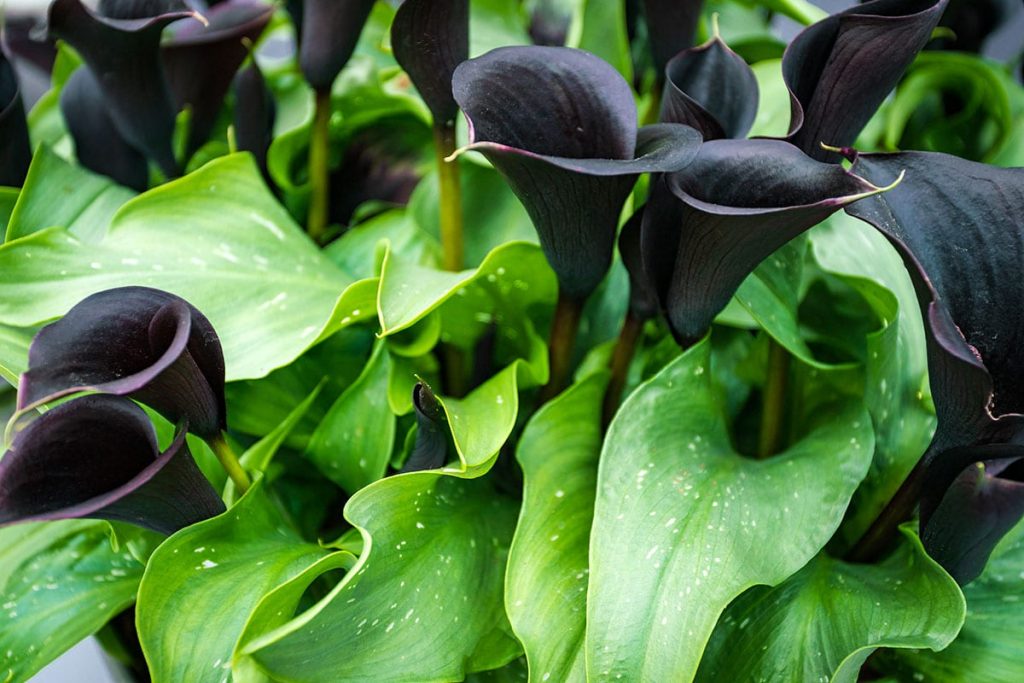 Calla "Schwarzwalder" (Zantedeschia spec. "Schwarzwalder"), schwarze Blumen