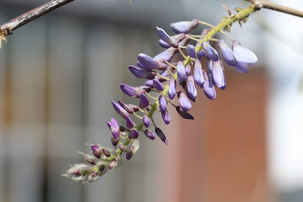 Chinesischer Blauregen - Wisteria sinensis