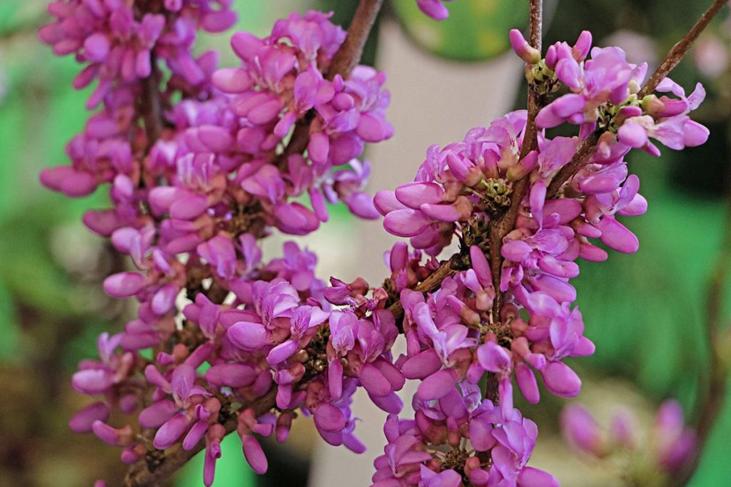 Chinesischer Judasbaum 'Avondale' (Cercis chinensis 'Avondale')