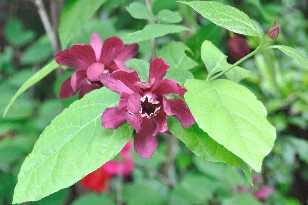 Sträucher mit roten Blüten - Sinocalycanthus x raulstonii 'Hartlage Wine'